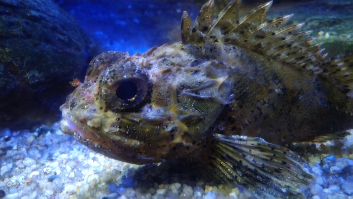 Рыбов показываем