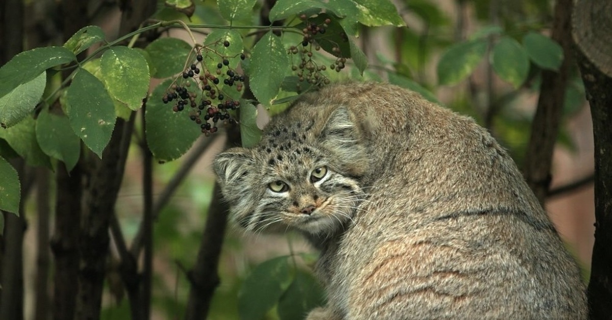 Животные кустарников. Манул кошка. Камышовый кот. Дикий кот Черноморского побережья. Манул и сервал.