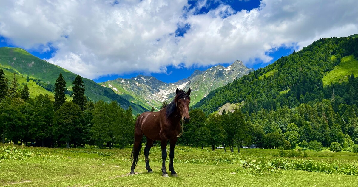 Абхазия альпийские луга