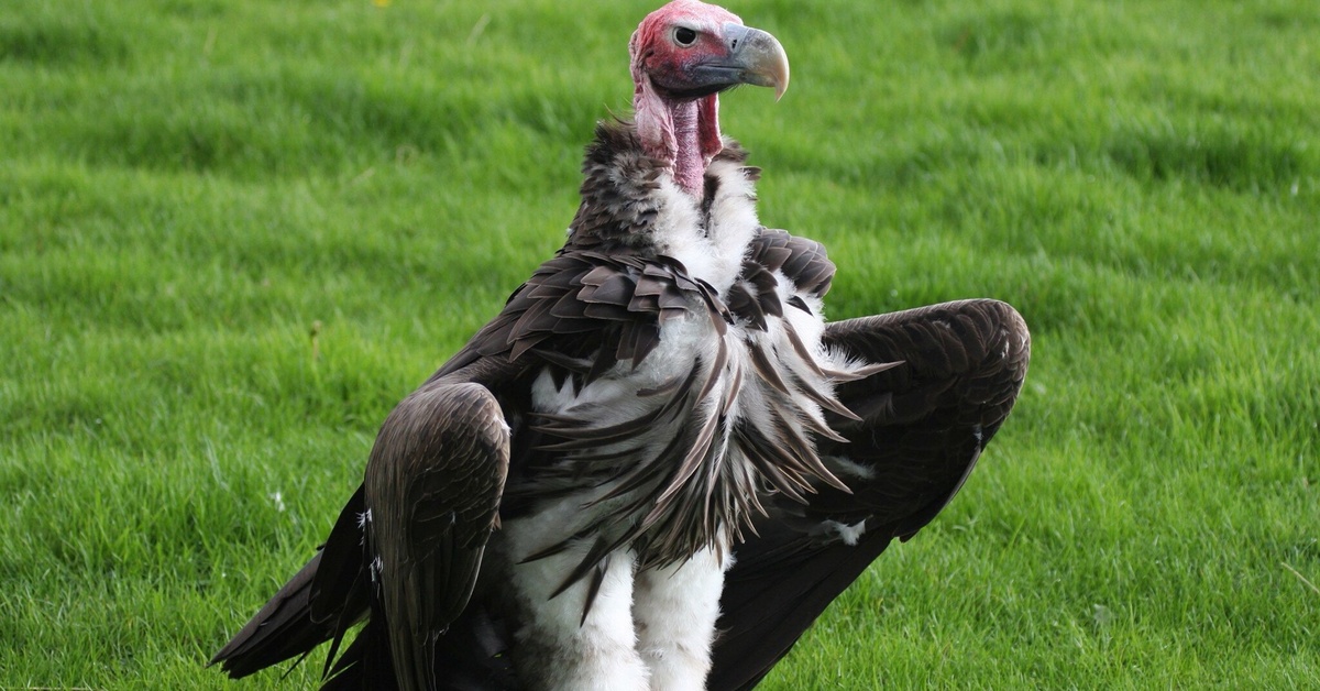 Vivid vulture. Гриф Стервятник. Птица хищник падальщик. Африканский белоголовый гриф. Гриф Рюппеля.