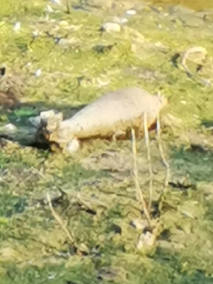 ��� ��� ����