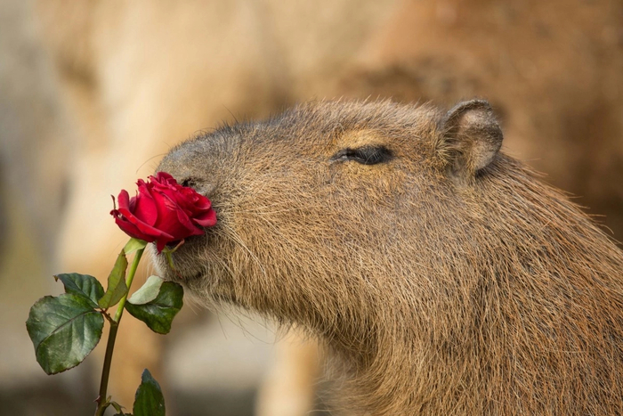 ������� ��������)