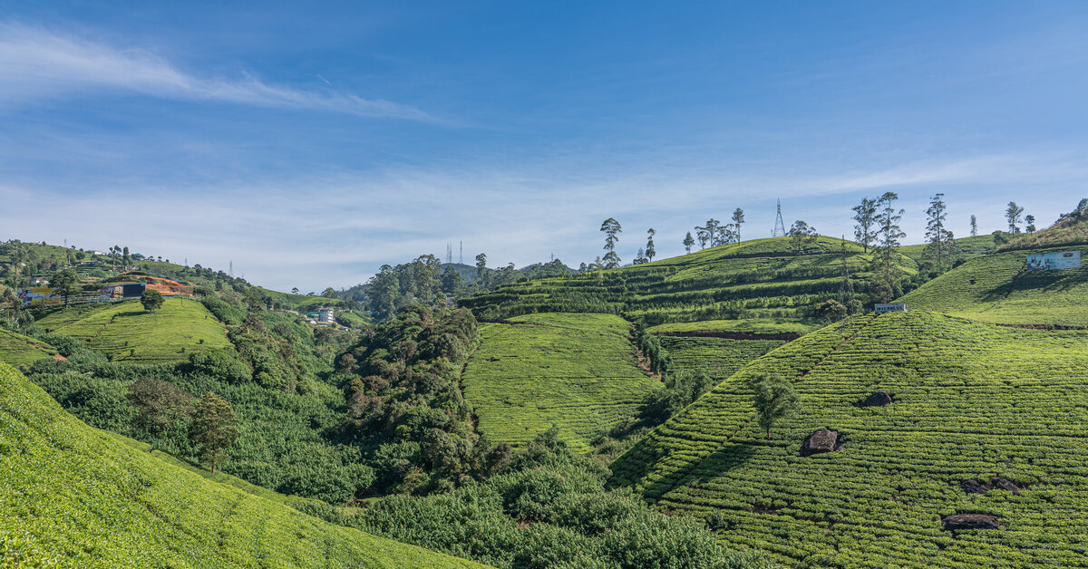 Шри ланка нувара. Чайные плантации Нувара Элия. Шри Ланка чайные плантации Нувара Элия. Nuwara Eliya Шри Ланка чай.