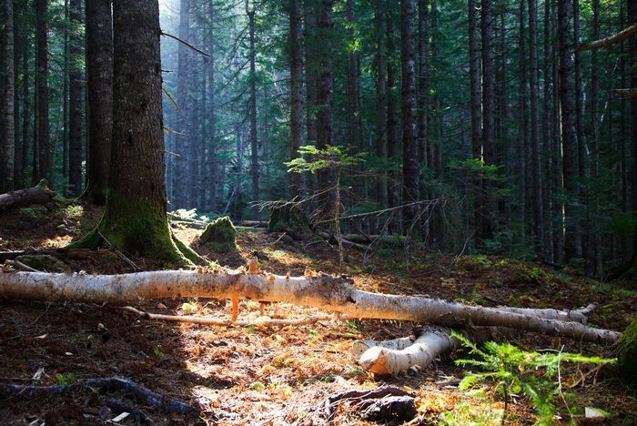 Сахалинский лес