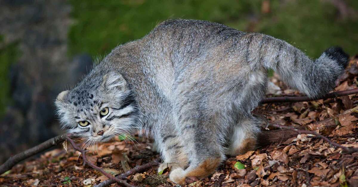 Дикий кот манул фото. Манул. Манул обыкновенный. Манул кошка. Манул серый.