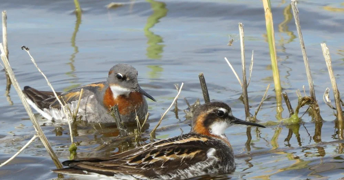 пестрый плавунчик. картинка птичка плавунчик. плавунчик круглоклювый. чем плавунчики понравились. куличок плавунчик круглоносый.