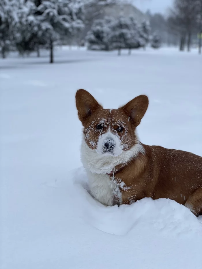 Вельш корги зима