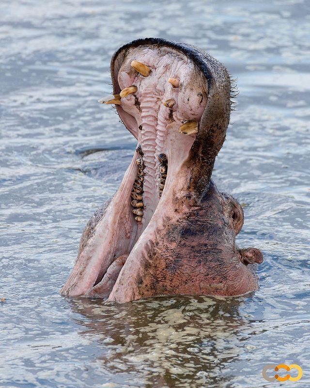 Пора к стоматологу или можно погодить?