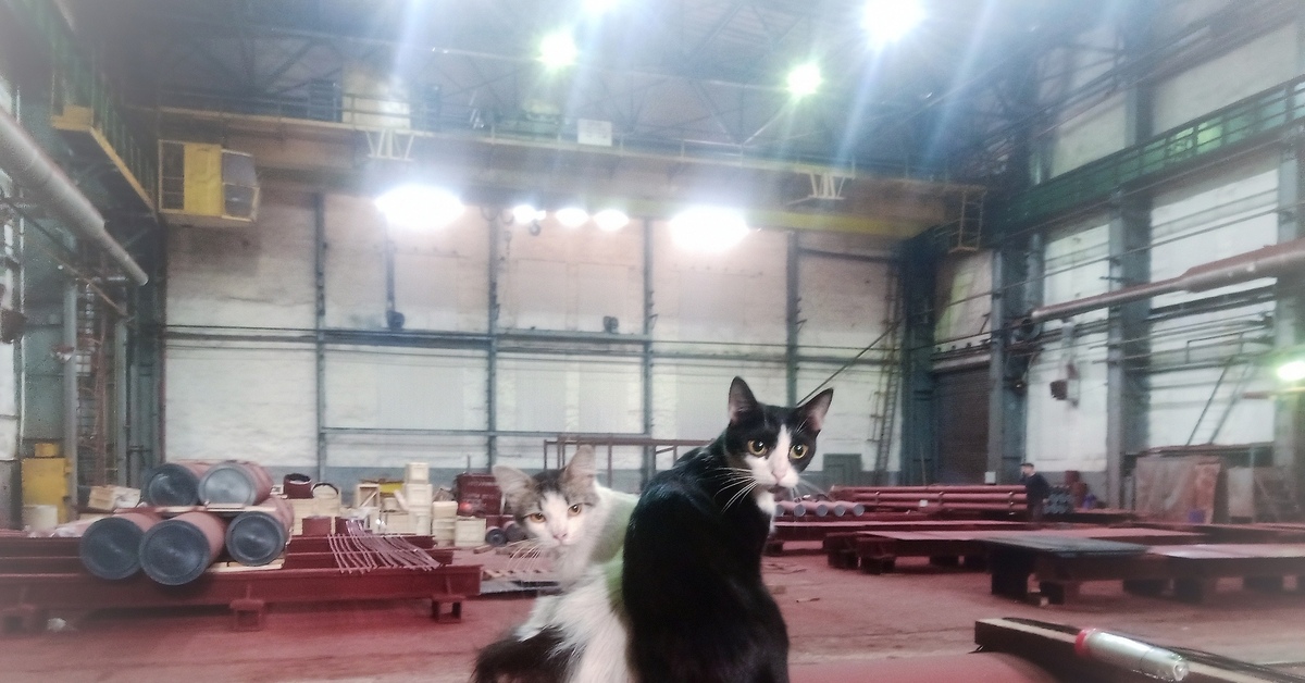 Заводские коты