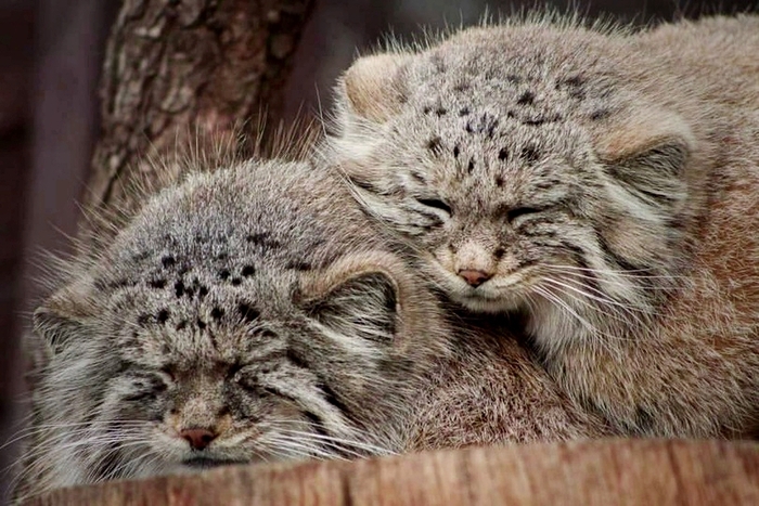 ����� ���� ��������� ������-��-�������...