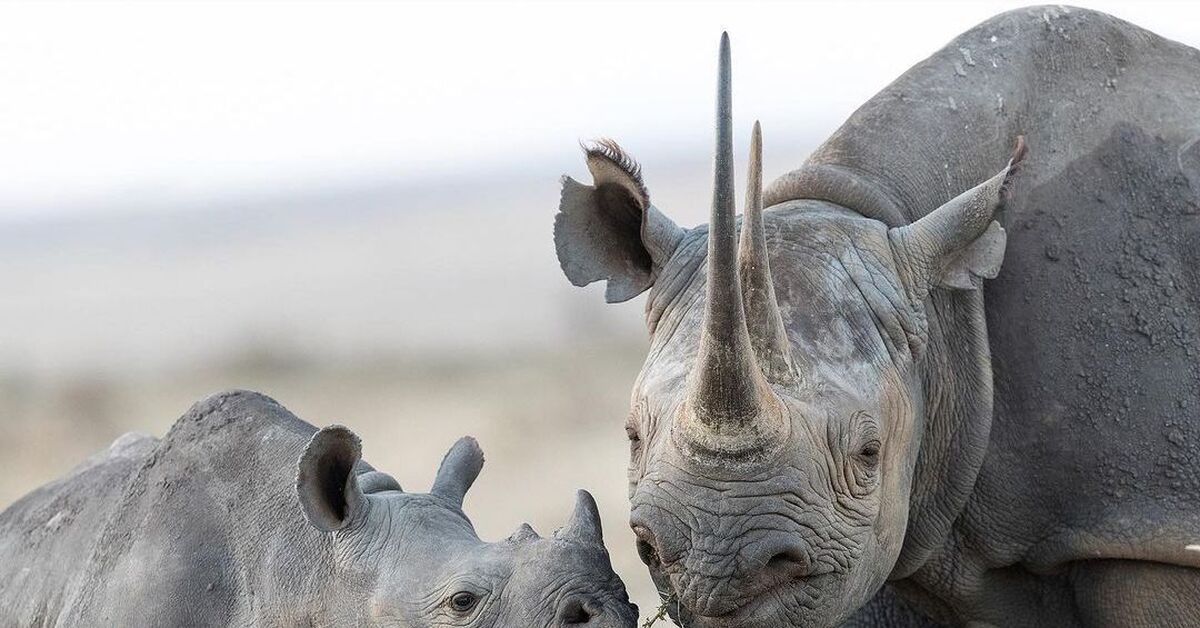 Носорог это какое животное. Непарнокопытные носорог. Черный носорог. Непарнокопытные носороги представители. Страшный носорог.