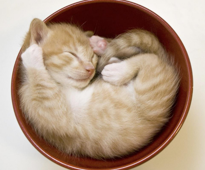 Мисочка милоты