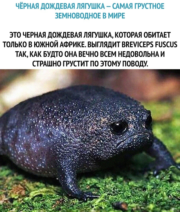 Как выглядит грусть