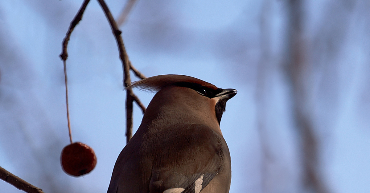 Свиристель — лесная птичка | Пикабу
