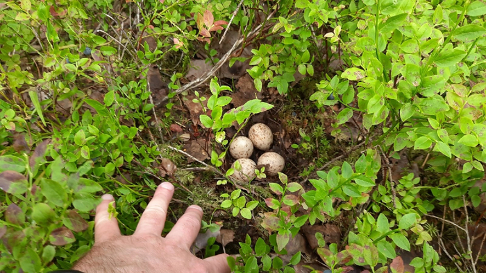 ���������� ��������