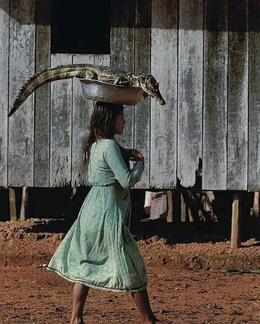 Индeйская девушка несёт на голове каймана, Бразилия. Фото Stphanie Maze 1985 год