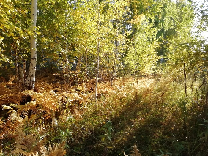 Золотой папоротник