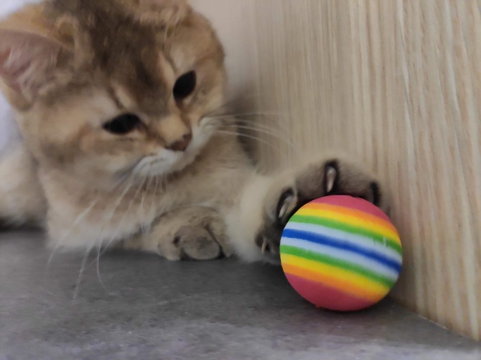 Кошка - прилипала | Пикабу