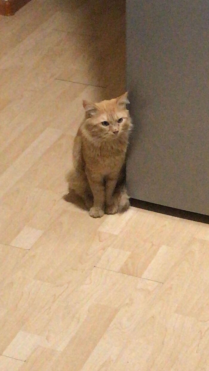 Отбил от собак, часть2