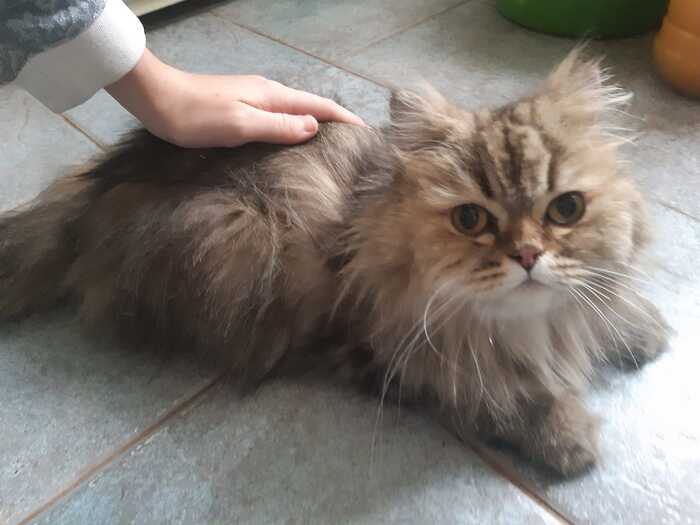 Найдена кошка, Подольск, Володарка