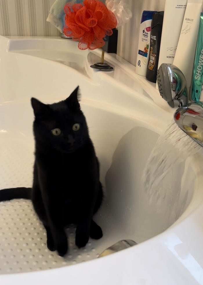 Европейский кот возмущается температурой воды