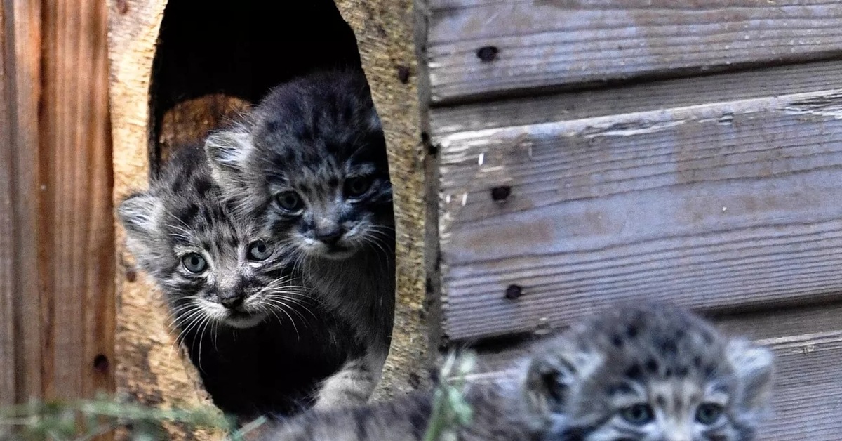 Котята манула. Манул Новосибирский зоопарк. Манулы в Новосибирском зоопарке. Кот Манул Новосибирский зоопарк. В Новосибирском зоопарке родилось 16 манулов.