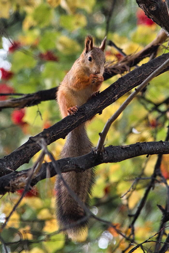 Крылья? Ноги? Главное хвост!
