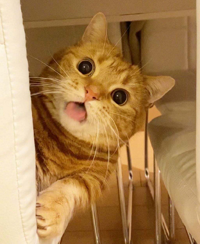 Нашел тебя, опять пикабу листаешь?!