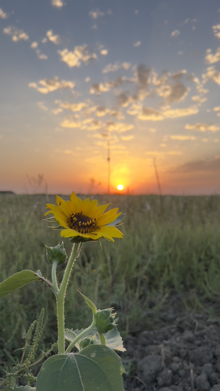 ������ ����