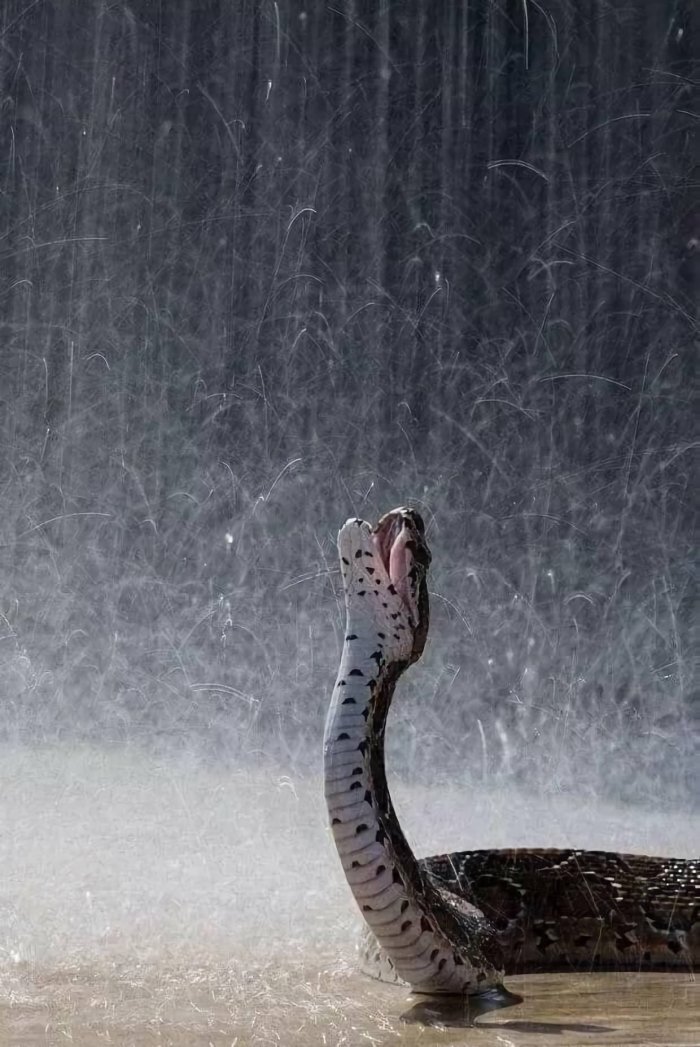 Змеи тоже любят дождь Фотография, Дождь, Удав, Змея