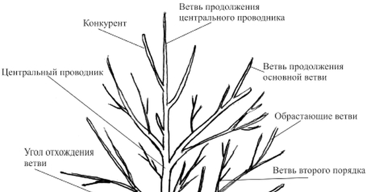 Расположены ветви. Строение ветви дерева. Структура ветки дерева. Ветка куста строение. Строение дерева веточки.