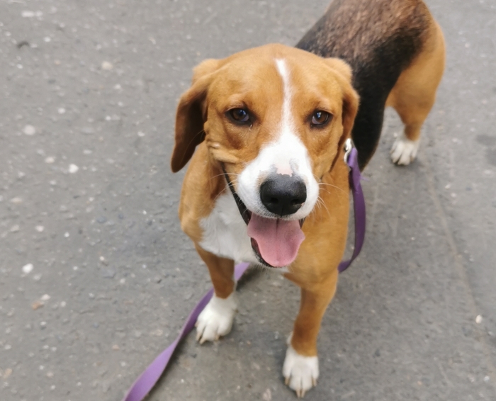 UPD: пёс дома. Найден пёс (г. Троицк - Новая Москва)