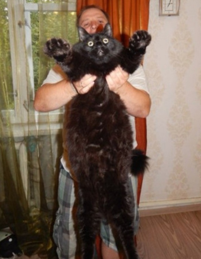 Чёрный кот Максимус