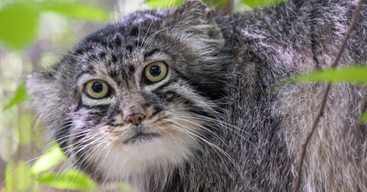 глаза манула. манул забайкальский дикий кот. зрачки манула. кот манул. зрачки манула.