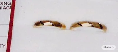 ��� ��������� � ������ ����� �����