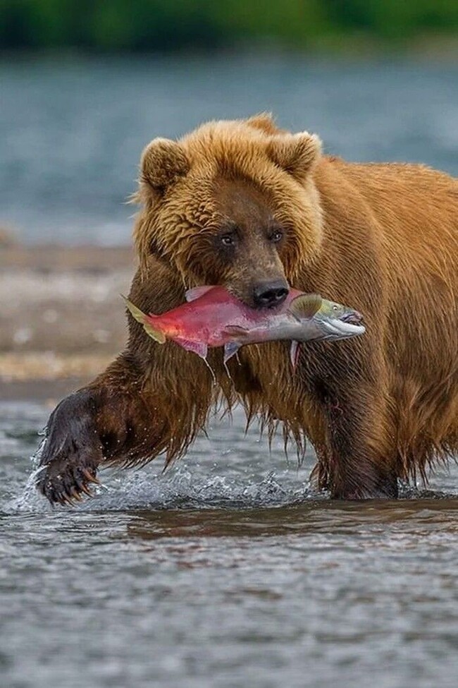 Фото бешеного медведя