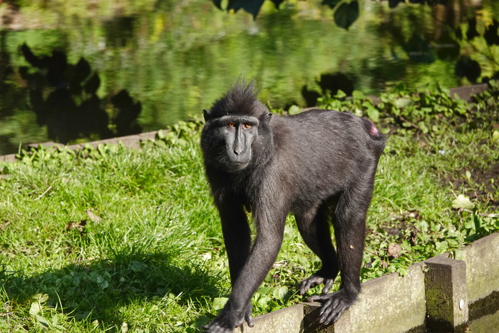 В зоопарке Роттердама