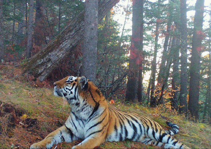 Запах осени