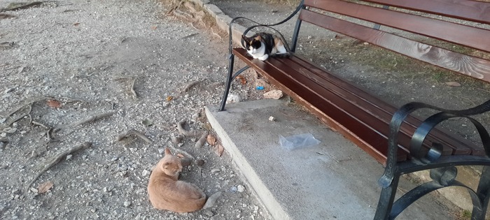 Новый Афон, коты чилят