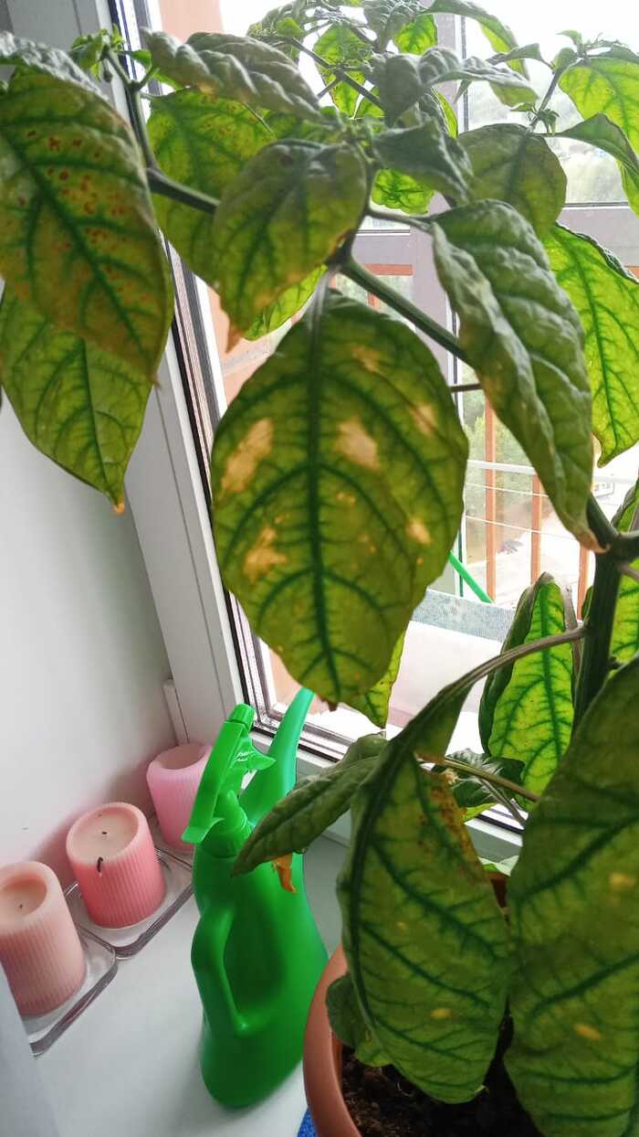 Помогите определить болячку у Каролины, еле взошла и выросла, а тут новая напасть