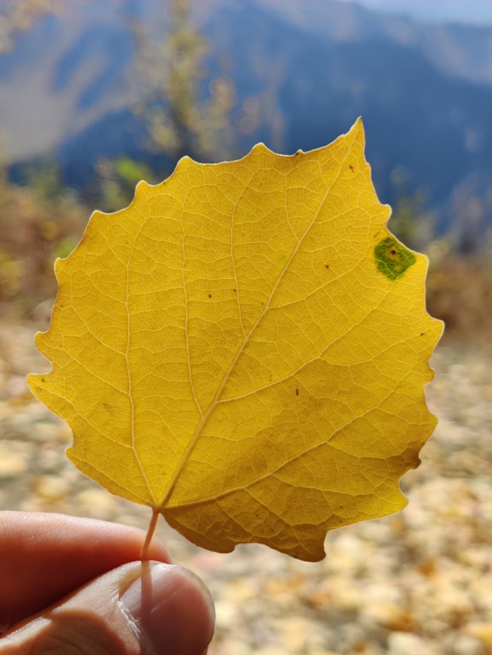 Осенний лист