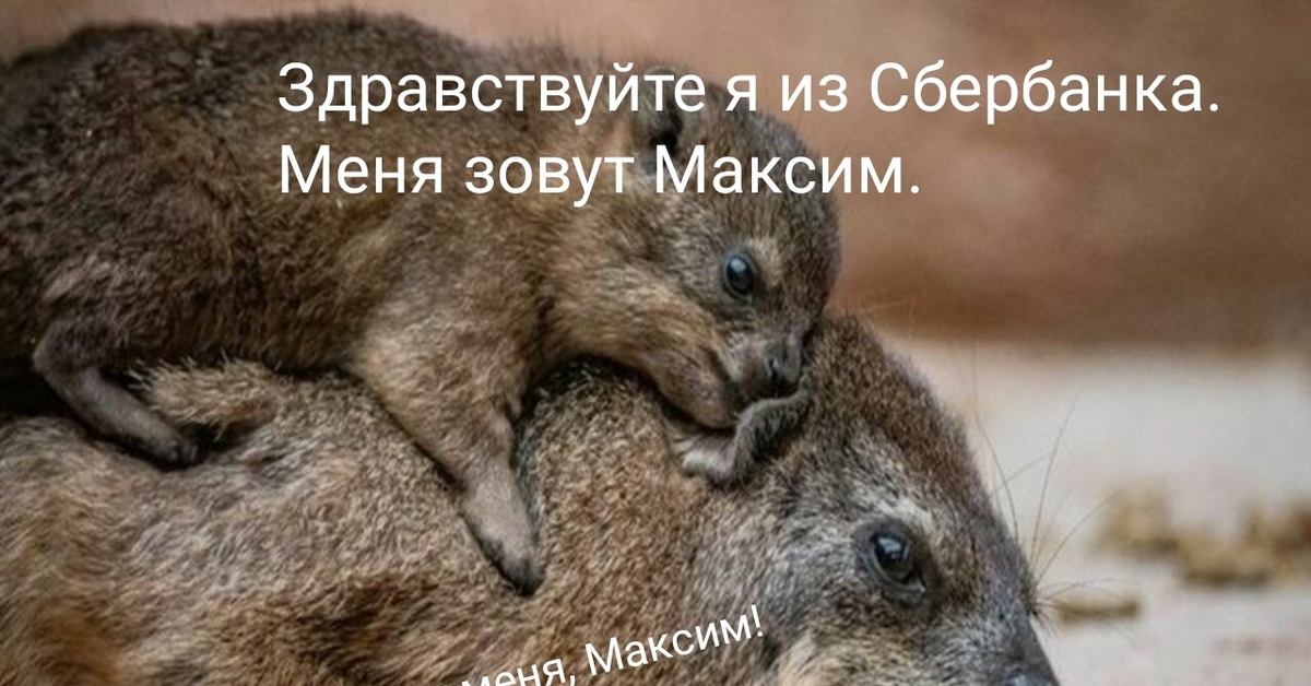 Капский даман