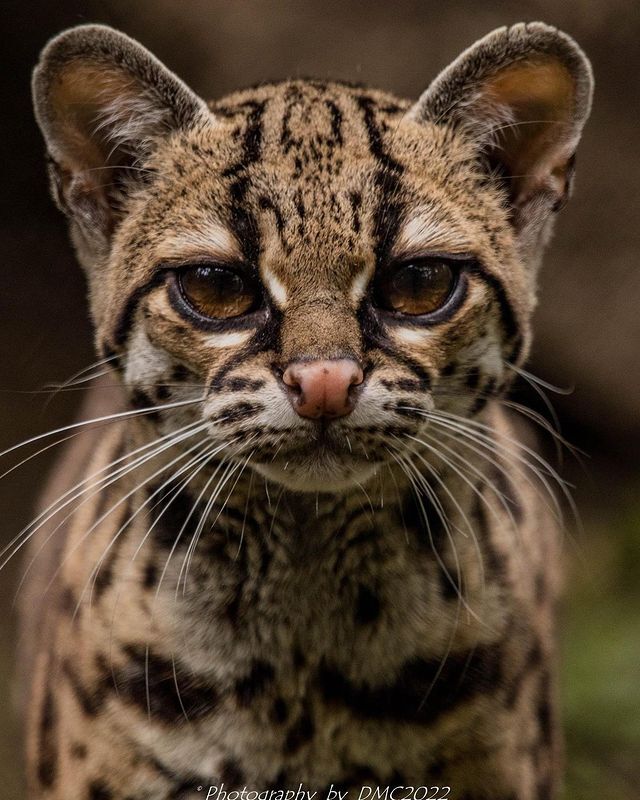 Я знаю, какая картинка будет в комментариях