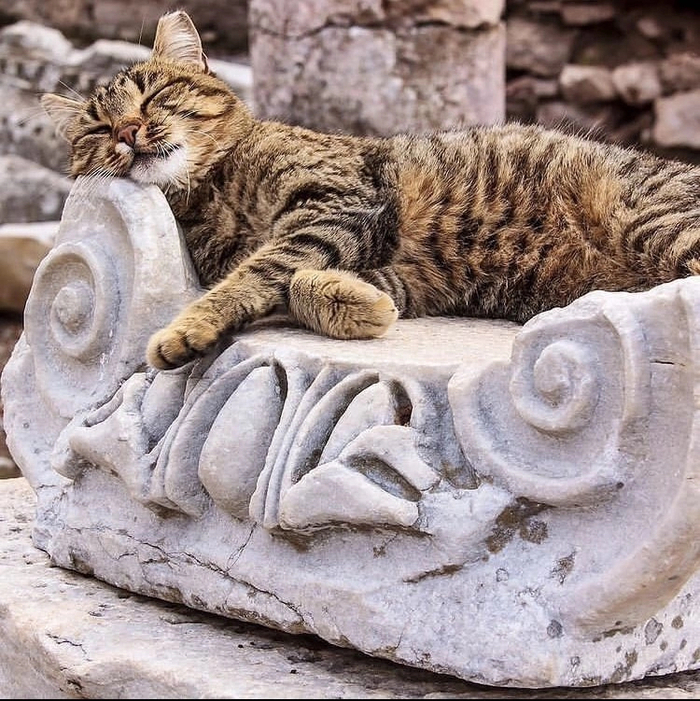 Котик дремлет на капители ионической колонны в древнем городе Эфес