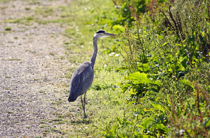 Цапля | Пикабу