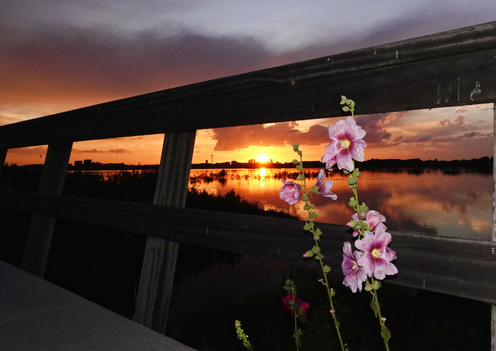 Мальвы на закате