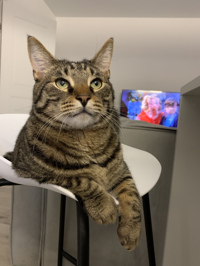 ������ ������