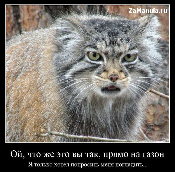 Погладь кота картинки