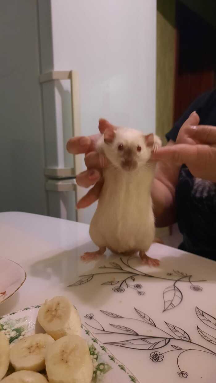   ,  , 