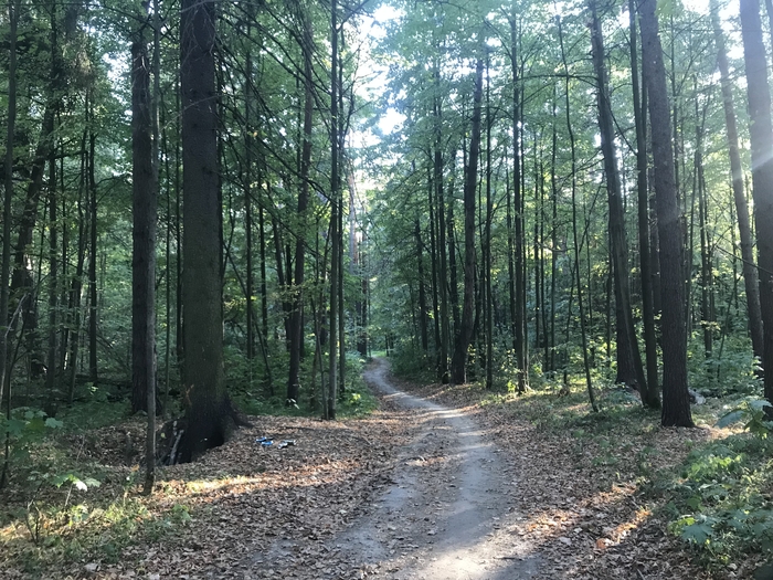 Осенний русский лес | Пикабу